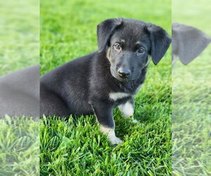German Shepherd Dog-Unknown Mix Dogs for adoption in Germantown, OH, USA