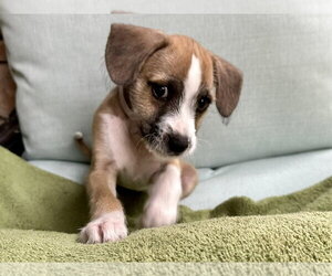Jack Russell Terrier-Unknown Mix Dogs for adoption in Lakewood, CO, USA
