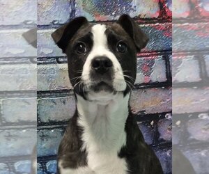 Australian Shepherd-Boston Terrier Mix Dogs for adoption in Wetumpka, AL, USA