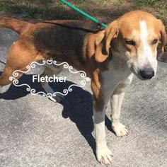 Treeing Walker Coonhound Dogs for adoption in Pendleton, NY, USA