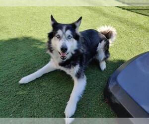 Huskies -Unknown Mix Dogs for adoption in Santa Clara, CA, USA