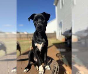 Medium Photo #1 Mutt Puppy For Sale in Greenville, SC, USA