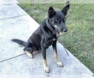 German Shepherd Dog-Unknown Mix Dogs for adoption in Houston, TX, USA