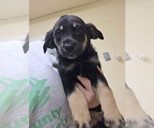 Labrador Retriever-Unknown Mix Dogs for adoption in Osgood, IN, USA