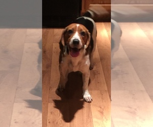 Beagle Dogs for adoption in Harrison, AR, USA