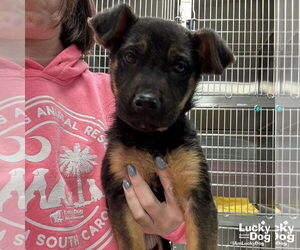 Mutt Dogs for adoption in Washington, DC, USA