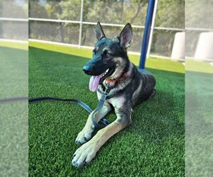 German Shepherd Dog Dogs for adoption in Baytown, TX, USA