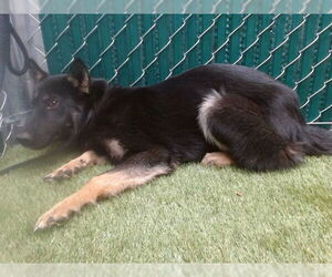 German Shepherd Dog Dogs for adoption in Downey, CA, USA