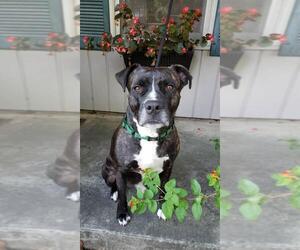 Staffordshire Bull Terrier Dogs for adoption in byhalia, MS, USA