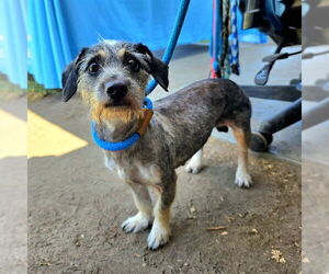 Maltese-Unknown Mix Dogs for adoption in Long Beach, CA, USA