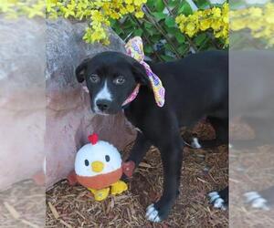American Pit Bull Terrier-Unknown Mix Dogs for adoption in Oklahoma City, OK, USA