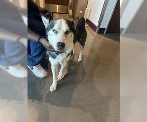 - Mix Dogs for adoption in Houston, TX, USA