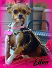 Chihuahua Dogs for adoption in Anaheim Hills, CA, USA