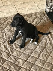Labrador Retriever Dogs for adoption in Marrero, LA, USA