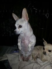 Chihuahua Dogs for adoption in Phoenix, AZ, USA