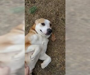 Labrador Retriever-Unknown Mix Dogs for adoption in Orangeburg, SC, USA