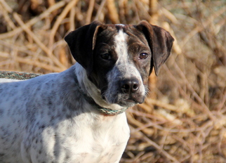 German Shorthaired Pointer-Unknown Mix Dogs for adoption in Mount Carmel, IL, USA