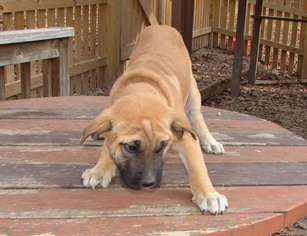 Medium Photo #1 German Shepherd Dog Puppy For Sale in Columbia, MD, USA