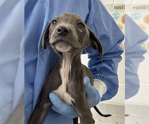 American Pit Bull Terrier Dogs for adoption in San Bernardino, CA, USA