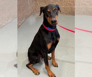 Doberman Pinscher-Unknown Mix Dogs for adoption in Moreno Valley, CA, USA