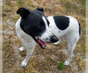 Mutt Dogs for adoption in CRESCENT CITY, FL, USA