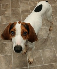 Medium Photo #1 Treeing Walker Coonhound Puppy For Sale in Ontario, , USA