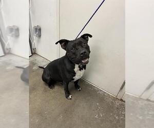 Staffordshire Bull Terrier Dogs for adoption in Rosenberg, TX, USA