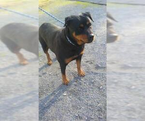 Rottweiler Dogs for adoption in Bauxite, AR, USA