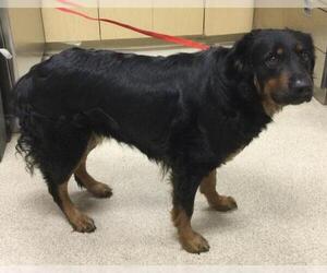 Australian Shepherd-Unknown Mix Dogs for adoption in Riverside, CA, USA