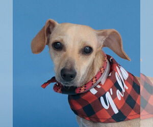 Mutt Dogs for adoption in Pasadena, CA, USA