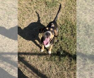 Beagle-Unknown Mix Dogs for adoption in Corpus Christi, TX, USA