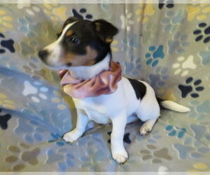 Jack Chi Dogs for adoption in Grovertown, IN, USA