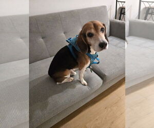 Beagle Dogs for adoption in SHERBURNE, NY, USA