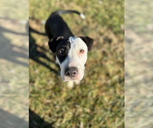 American Pit Bull Terrier-Unknown Mix Dogs for adoption in Germantown, OH, USA