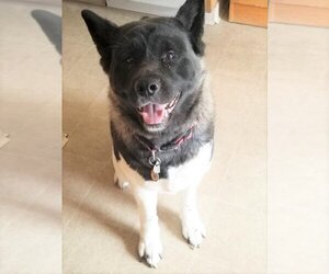 Akita Dogs for adoption in Seattle, WA, USA