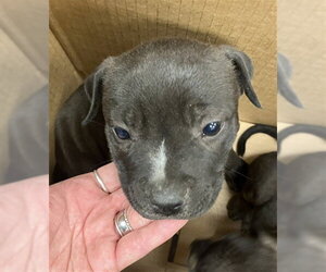 American Pit Bull Terrier Dogs for adoption in Corpus Christi, TX, USA