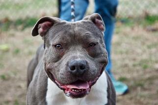 American Staffordshire Terrier Dogs for adoption in Millersville, MD, USA