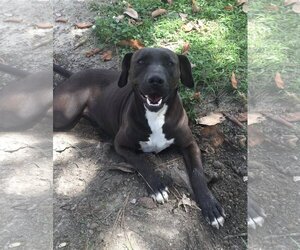 Labrador Retriever-Unknown Mix Dogs for adoption in Slidell, LA, USA