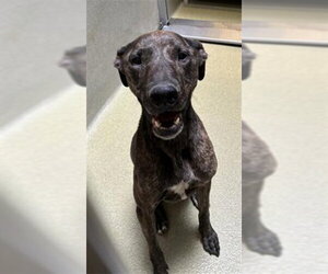 Mutt Dogs for adoption in Rancho Cucamonga, CA, USA