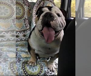 Bulldog Dogs for adoption in Fenton, MO, USA