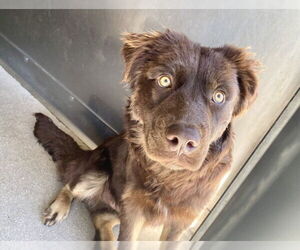 Mutt Dogs for adoption in San Bernardino, CA, USA