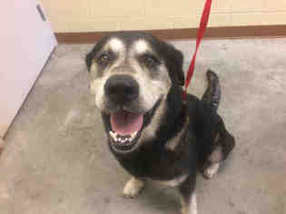 Bernese Mountain Dog Dogs for adoption in Texas City, TX, USA