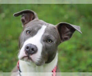 American Pit Bull Terrier-Unknown Mix Dogs for adoption in Cookeville, TN, USA