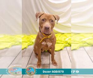 American Pit Bull Terrier-Unknown Mix Dogs for adoption in Mobile, AL, USA