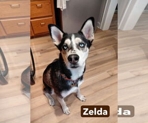 Siberian Husky Dogs for adoption in Crystal, MN, USA