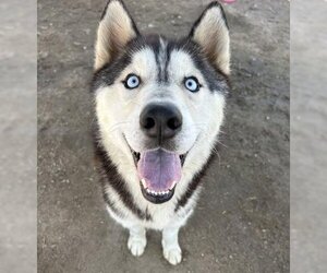 Siberian Husky Dogs for adoption in Bakersfield, CA, USA