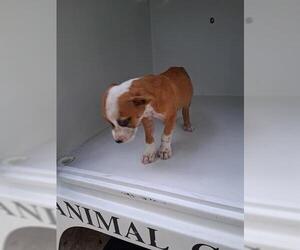 Labrador Retriever-Unknown Mix Dogs for adoption in Houston, TX, USA