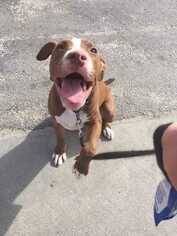 Medium Photo #1 American Pit Bull Terrier-Ibizan Hound Mix Puppy For Sale in Durham, NC, USA