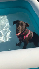 Labrador Retriever Dogs for adoption in Mustang, OK, USA