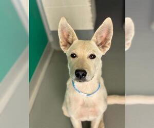 German Shepherd Dog-Unknown Mix Dogs for adoption in Visalia, CA, USA